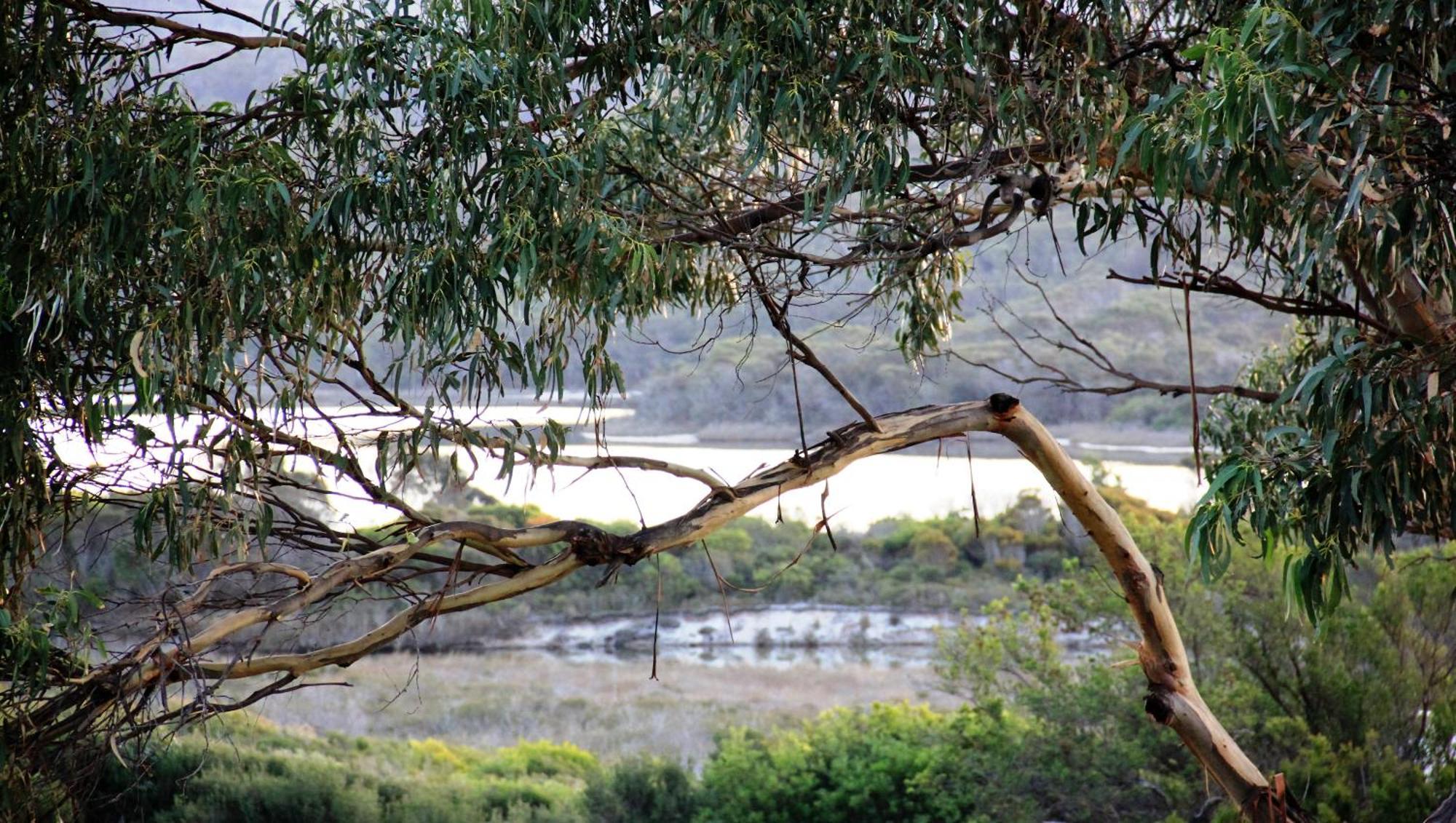 Kingfisher Cottage Beachfront At The Binalong Bay Luaran gambar